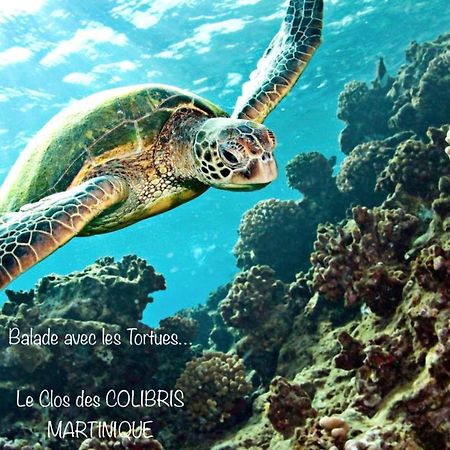 Lodge Pamplemousse Avec Piscine Privative , Dans Parc Calme A 500 M Plage Λε Καρμπέ Εξωτερικό φωτογραφία